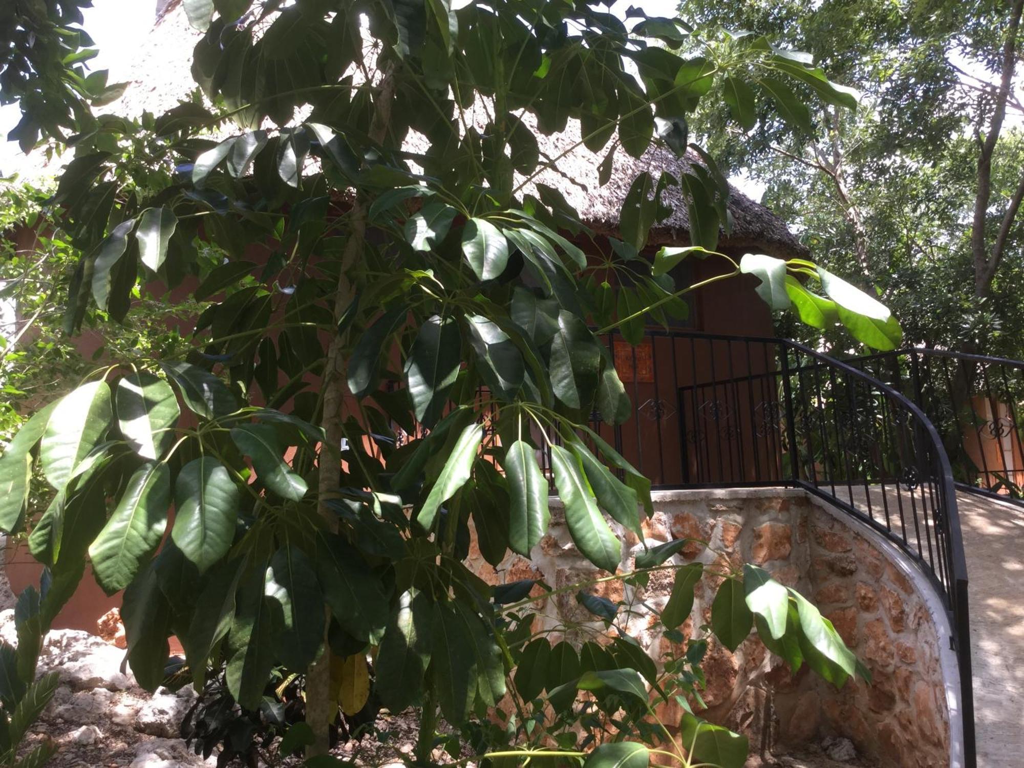 The Pickled Onion B&B And Restaurant Uxmal Santa Elena Bilik gambar